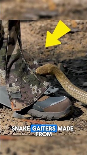 This Prevents Venomous Snake Bites