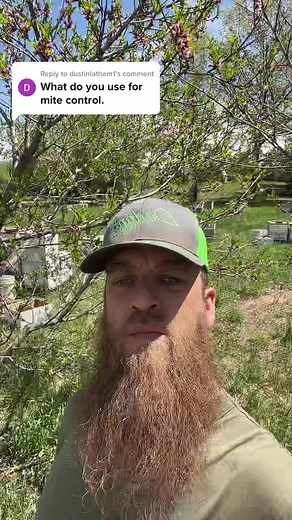 Reply to @dustinlatham1 this is not advice or a recommendation. #beetok #beekeeper #varroamite #bees #beekeepersoftiktok #beesoftiktok #bee #farmtok #fgtrtd #fedsmoker #vetaranfarmer #spring #beardedbeeman #fyp #fypシ
