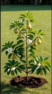 🌱🍐 Pear Tree Growing From Seed | Beautiful Nature Timelapse 🌸✨