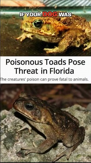 Learn to ID the CaneToad or "Bufo" toad, it could save your pet's life!