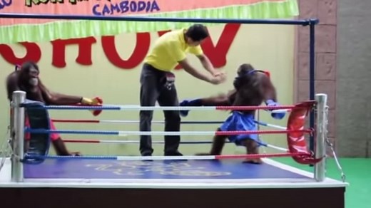 Monkey Boxing: Red Monkey Goes Godmode in Epic Fight