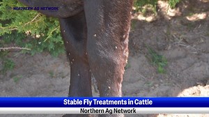 Stable Fly Treatments in Cattle | Northern Ag Network | Facebook