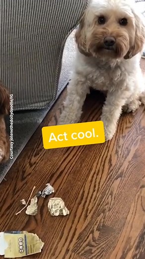 Funny Golden Doodles Caught in Mischief