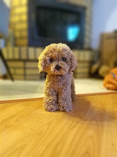 Poodle Crochet Pattern: Amigurumi Dog Puppy (PDF Pattern) - Etsy