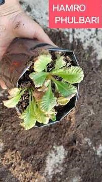 Easy Primula Propagation: How to Multiply Your Primula Plants by Dividing Step by Step | #shorts