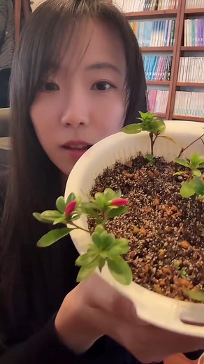 挿し木成功！園芸初心者の大発見