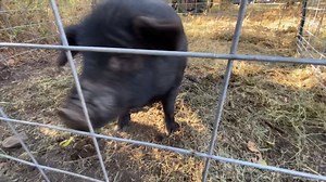 13K views · 1K reactions | R.I.P. to one of our favorites... | Doss Farms | Facebook