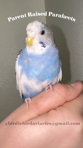 1K views · 25 reactions | We have a few young parent raised parakeets...