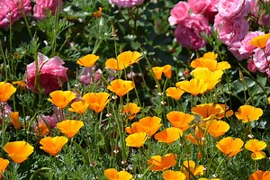 Gardeners Rejoice! Spring is Right Around the Corner