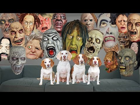 Dogs vs Zombie Head Invasion! Funny Dogs Maymo, Indie, Potpie & Penny vs Zombie Heads on Halloween