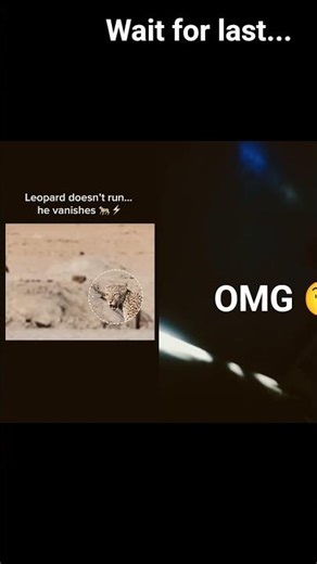 #wildlife #nature #animals #fastpiggy #leopard #lion