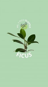 Ficus elastica: el clásico que siempre queda bien Hojas grandes, brillantes y un porte espectacular. El Ficus elastica es una de esas plantas que elevan cualquier rincón sin esfuerzo 😍 💡 Luz brillante sin sol directo 💧 Poco riego (prefiere secarse entre riegos) 🌱 Crece rápido y se adapta muy bien a interiores 🏡 Perfecto para salones amplios, entradas o espacios minimalistas Disponible en variedades increíbles: verde clásico, Burgundy, Tineke, Ruby… todas con un estilazo único. 📍 Encuéntral
