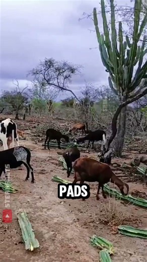 Flamethrowers Feed Cattle