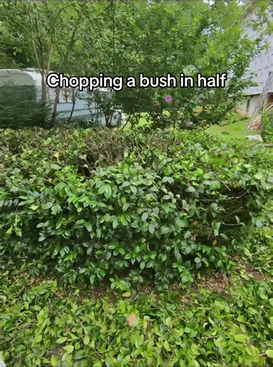 Chopping a Bush in Half: Lawn Maintenance Decision Guide