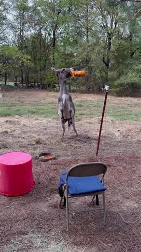 Donkey Loves Giant Orange Piggy Plush — Heartwarming Farm Moment