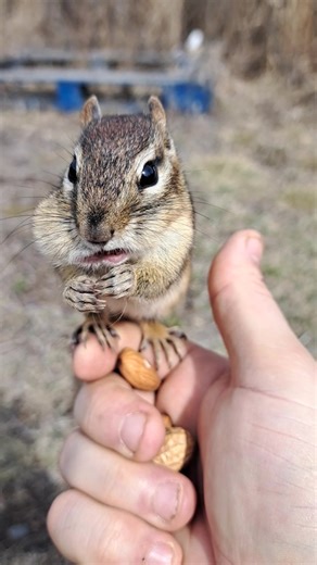Buddythechipmunk on TikTok