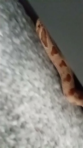 toffee the hognose snake