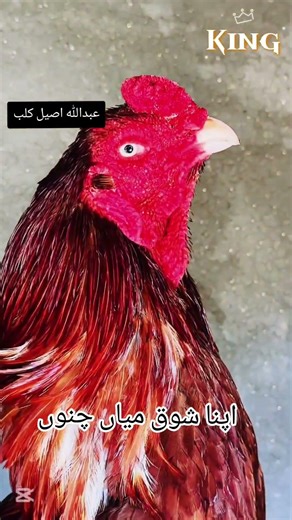Aseel #fighteraseel#pigeon #swataseels #aseelmurga #mianwaliaseels #birds #cheenaaseel