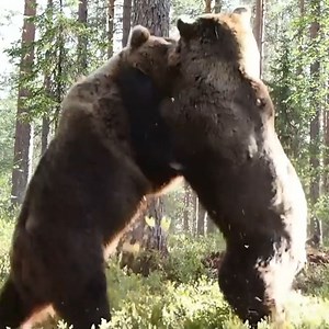 When animals go head-to-head in the wild... 😳 😯 | UNILAD