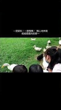 🦆鴨鴨搶食現場｜餵鴨子的療癒時光……