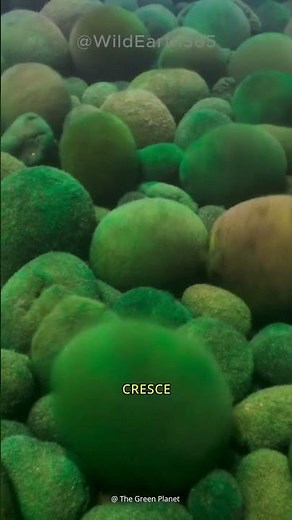 MARIMO - THE LEGENDARY PUFFER ALGAE OF JAPAN