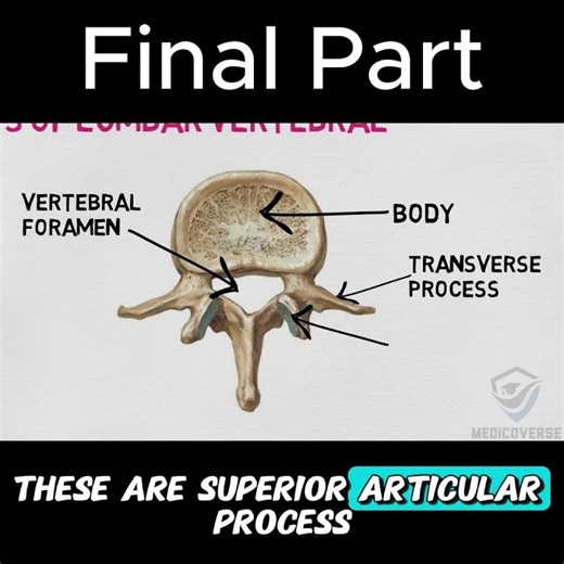 You’re Studying Lumbar Vertebra WRONG! (Fix This) Final Part #anatomy #mbbs #doctor