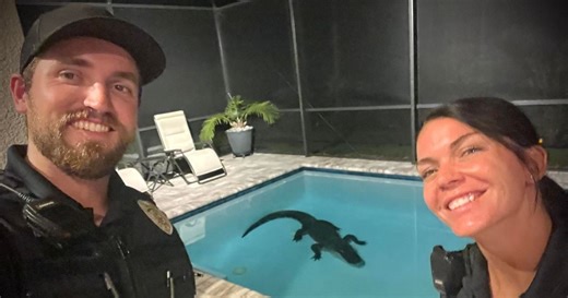 Unbelievable! Florida resident discovers a three-meter alligator swimming in their pool.