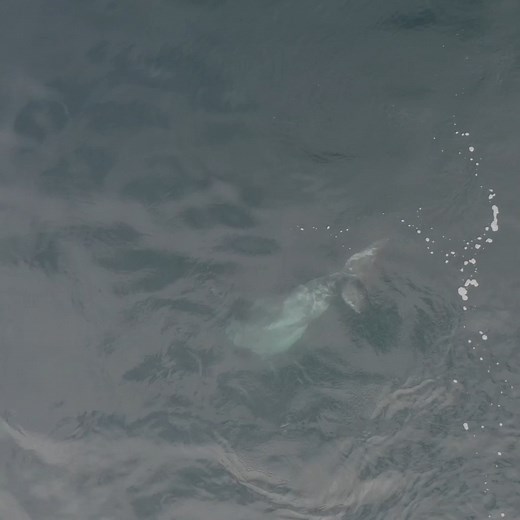 25K views · 58 reactions | Dolphin performs underwater ‘headstand’ confusing wildlife experts | The Independent | Facebook