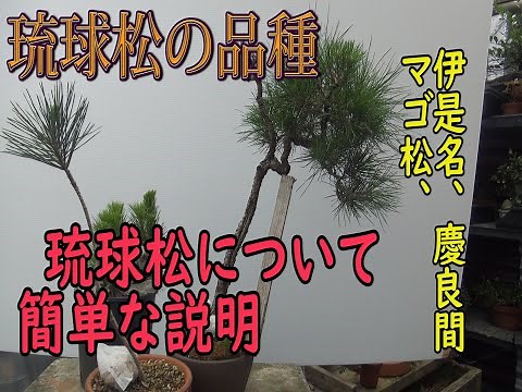 琉球松について[104]