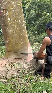 Cutting down a big tree in a ravine, the collapse is scary #woodworking #reels #chainsaw #kerajinankayu | Jati Manungal