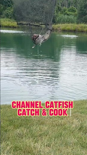Channel Catfish Catch And Cook IS ON!! 🎣🍳#shorts #fishing #catfish
