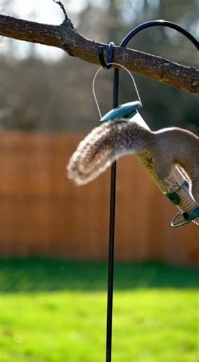 Squirrel Gets Launched by Spring Bird Feeder!