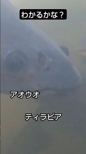 池の中！わかるかな？ #アオウオ ≫ 加藤英明【公式】かとチャン