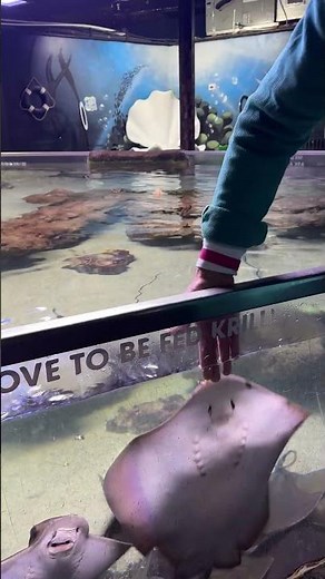 Feeding Stingrays in Austin