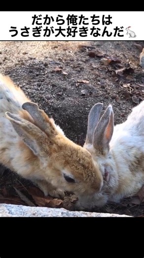 大久野島・うさぎ島チャンネル on Instagram: "うさぎ島のうさぎたちの様子をお届けします #うさぎ #ウサギ #うさぎ部 #うさぎのいる暮らし #うさぎのいる生活"