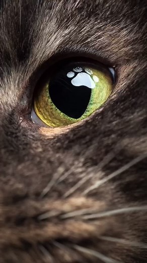 Creative DIY Photography Ideas with Cats