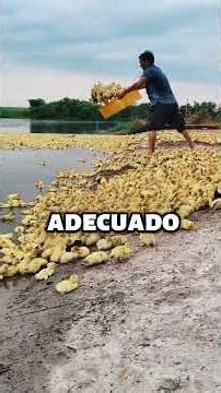 How Ducks Are Raised in China—The Full Journey #shorts #knowledge