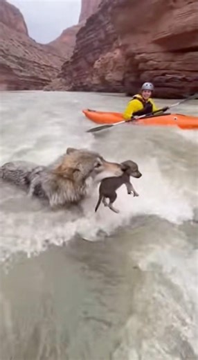 Oh my God, a wolf and its cub were swept away by the current #sora #shorts #animals