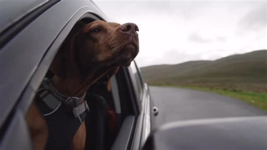 Ruby The Trail Dog on Instagram: "Run free, Ruby 🐾❤️ This week we said goodbye to such a special girl. We are all absolutely heartbroken, and the house feels so quiet without your tail tapping around the kitchen. We will be forever in your debt for all the opportunities you gave us and the places you took us with that infectious smile of yours. Through so many kind messages over the years, we know Ruby’s adventures inspired many others too, and we hope that her legacy will live on! Love you Rub