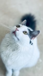 Si tienes 2 gatos, mejor pon 2 platos. | Cuidando a tu gato