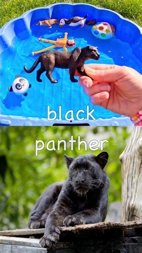 Animal Names for Kids | Toy Learning Fun: Puffin Cow Anteater Lion Black Panther