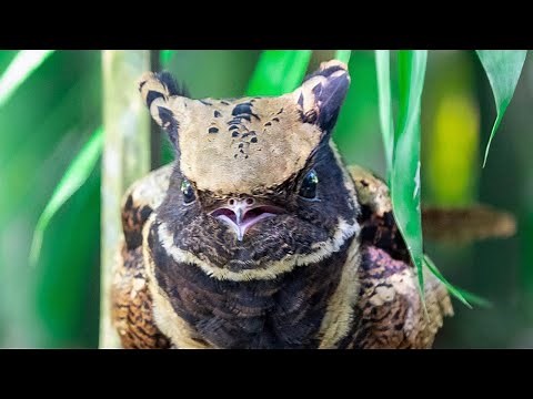 This Fluffy Little Dragon Is Actually A Bird