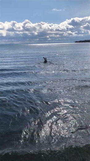 Leo(standard Poodle) retrieving training.