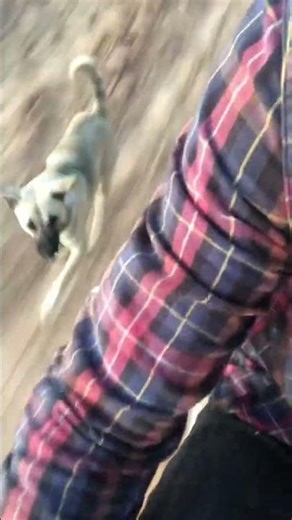 Ep178 #The wolf is very scared.