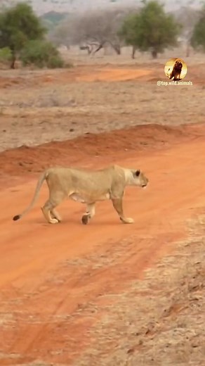 #wildanimal #wildlife #nature #animal #animals #wildlifephotography #wildanimals #wild #naturephotography #animalphotography #photography #bird #animallovers #naturelovers #canon #wildnature #animallover #birds #naturelover #squirrel #perfection #captures #wildlifephotographer #shots #world #art #wildlifeplanet #photooftheday #wildlifephoto #love | Wild Live Show