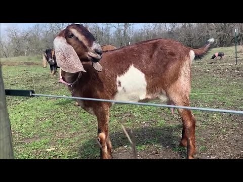 Police called after goat screams like human