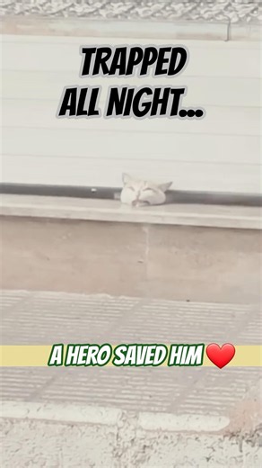 Cat Trapped Under Shop Door Overnight Gets Rescued by a Kind Stranger