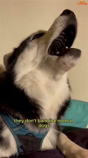 The Truth About Huskies Nobody Tells You