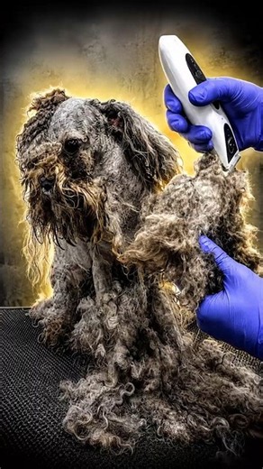 Shaving a Mountain of Matted Fur! Extreme Dog Rescue
