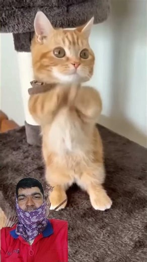 Cat clapping .#cat #clapping #funnyanimal